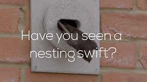 In just 20 years, more than half of our swifts have vanished. We believe that the loss of nest sites in the roofs of buildings is at least partly responsible. We’d like to know where you’ve seen groups of screaming swifts or swift nest sites anywhere in the UK. Report your sightings here ➡️ bit.ly/RSPBSwiftMapper By using Swift Mapper, you’ll help locate breeding hotspots for swifts and protect their homes. | RSPB