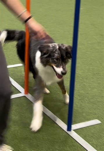 2. Tag an dem wir Slalom geübt haben 💚 #australianshepherd #agility #slalom #fy