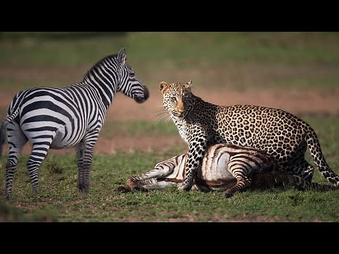 Leopard eating a dead Zebra on a tree