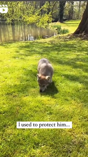 11K views · 853 reactions | Puppy become wolf . . .#wolf #wolfdog #wolvesofinstagram #wolflover #wolfpack #animals #wolfdogsofinstagram #wolfdogs #wolvesup #protectwolves #instawolf #wolfhybrid #worldofwolves #wolfstagram #wolfgang #nativeamerican #lovewolves #wolfofinstagram #realwolfdog #wolfcommunity #lovewolf #wolfdog #wolves #wolfs #wolflove #wolfstar #wolfmix #wolfie #wolfhunter | Wolf lovers world | Facebook