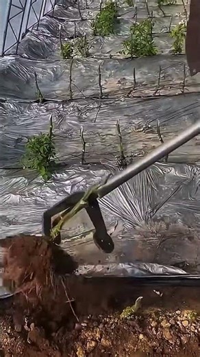 uprooting dry plants with creative tool #shorts #gardening #innovation