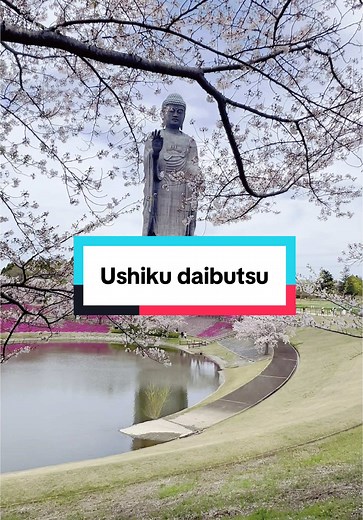 Discover Ushiku Daibutsu and Cherry Blossoms in Japan