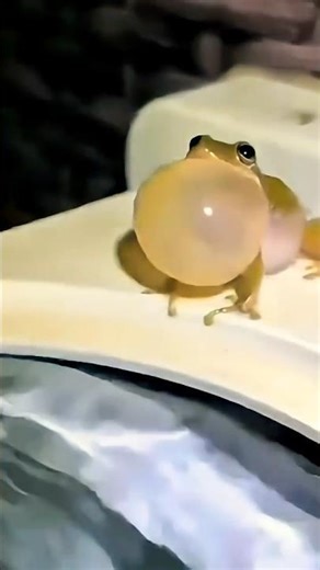 This frog just turned into a balloon… 😳
