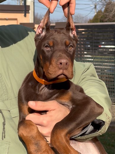 Meet the Charming Doberman Puppy in Belgium