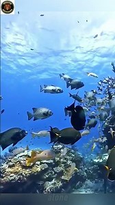 Life Beneath the Waves | How Fish Live in the Ocean | A Hidden World Under the Sea