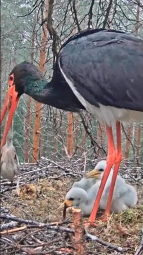 [P#1960] - Review birds nest life, the mother birds feeding her babies in their nest #birdslover