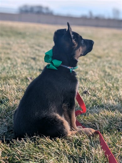 First time working on Two Treat Recall with Sylvie #PuppyVibes #GermanShepherdPuppy #PuppyTraining #gsd #puppy