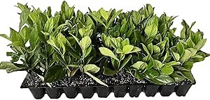 Viburnum Suspensum - 20 Live Plants - Evergreen Privacy Hedge Shrub