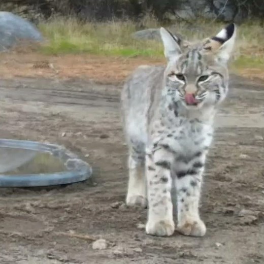 California Bobcat