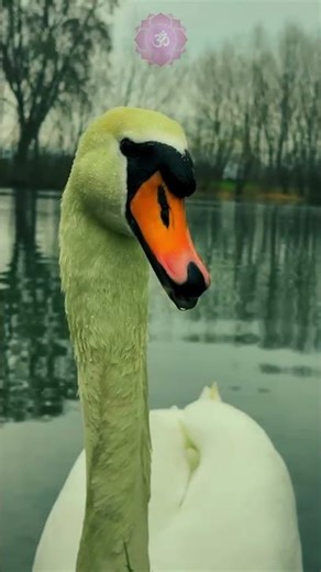 Bird Sounds Meditation | Nature Relaxing Music | Calm Mind & Inner Peace #BirdSounds #naturemusic