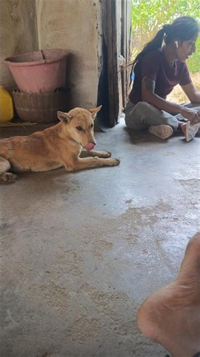 “व्लॉग सिस्टर बना रही… पर स्टार तो टॉमी है — कुरकुरे खाकर! 😂🐶🔥”..5 April 2026