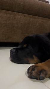 Sleeping time ❤️🐕‍🦺 | Rottweiler Fans