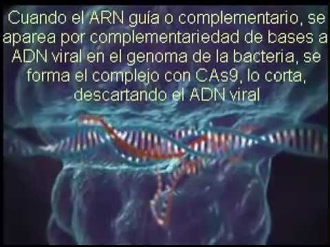 Técnica de Crispr Cas9 con audio en castellano y subt
