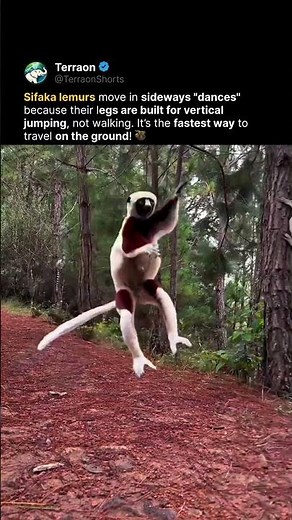 The dance of the Sifaka Lemur 🦥