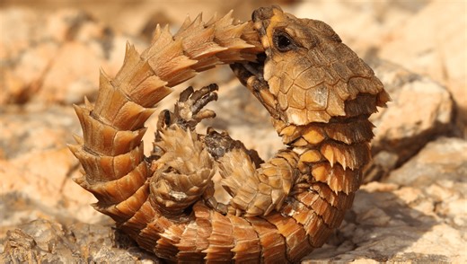 The Armadillo Lizard Is Like A Real-Life Baby Dragon In South Africa's Desert