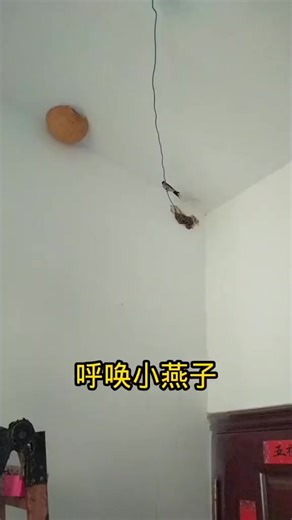 Eastern red-rumped swallow (金腰燕,Cecropis striolata) becomes a friend of this home owner, in Shandong province. It is found in open, often hilly, areas with clearings and cultivation in #China and other parts of East Asia. ❤蓝鸽 ❤❤❤ #Nature #Peace #wildlife #Chinese #love #travel | Lin hillside