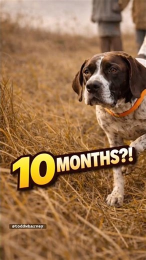 10-Month-Old Bird Dog… First Hunt 😳