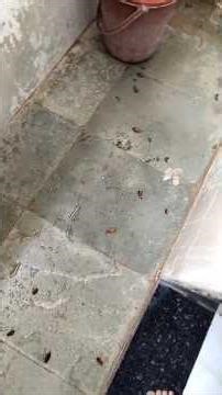 Cockroach Problem 😫 | घरातला दहशतवादी!