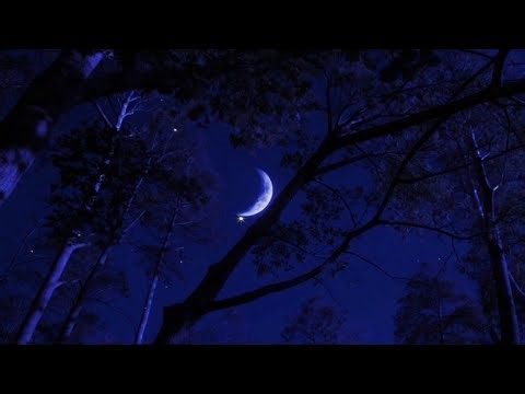 Fall Asleep in 5 Minutes with Soothing Cricket Sounds • Sleep • Relax • Focus