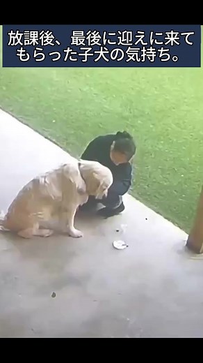 可哀想な犬の動画 - 愛おしい犬が楽しい日常を過ごす