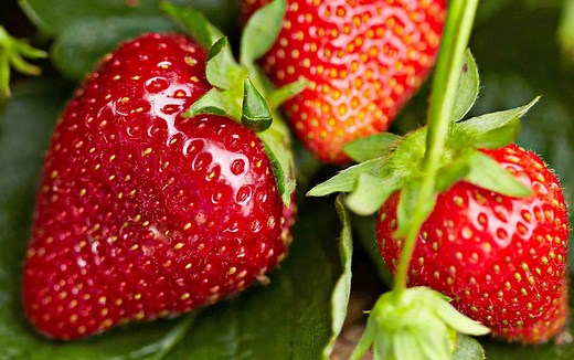 The Best Way to Grow Strawberries for the Sweetest, Juiciest Fruit