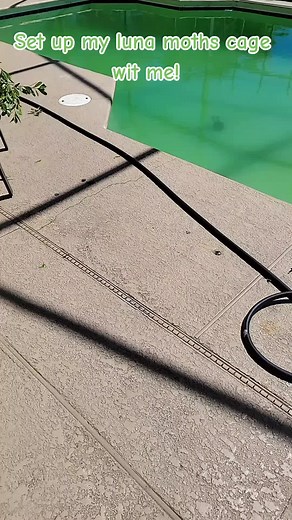 #bugs #raisingmoths #lunamoth #cute #fyp #moths