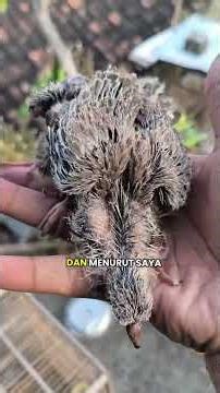 day 1 - taming turtle doves from hand-feeding