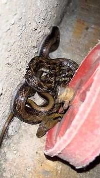 सगळ्यात जास्त घरात किव्हा किचन मध्ये निघणारा हा साप😱🐍#viral #ytshorts #snake