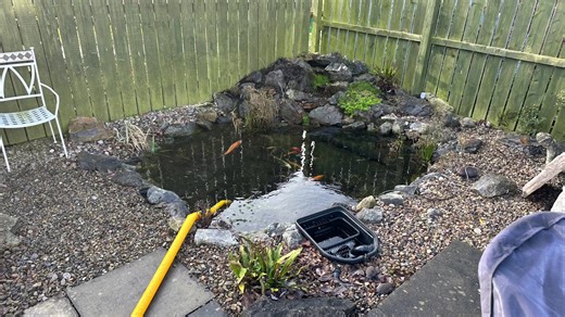 Pond clean 🐠#peterpringlelandscapes #aquascape #ecosystemponds #koi #fish #waterfalls #gardenpond #wildlifepond