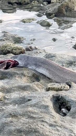 Moray Eel Snatches Tuna on the Bedrock! 🐍🌊 Incredible Ocean Moment #MorayEel #UnderwaterLife