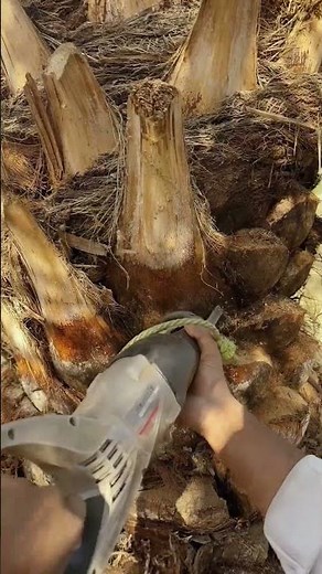 Landscape Maintenance: The Palm Tree Trunk Shaping Process