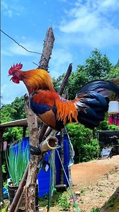 😱❤️ TIẾNG GÀ RỪNG MỒI Gáy Chuẩn 💯✔️✔️ #chicken #garung #chuongga #suabqaibqus #hmongchicken