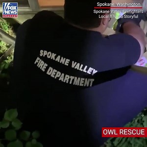 85K views · 945 reactions | "YOU'RE FREE, OWL": Firefighters in Spokane, Washington, rescued an owl after it got stuck in the window well of a home. | Fox News | Facebook
