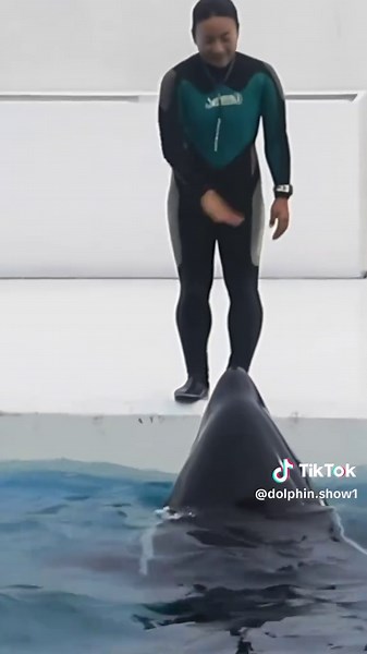 Understanding Orcas: Fascinating Facts and Behavior