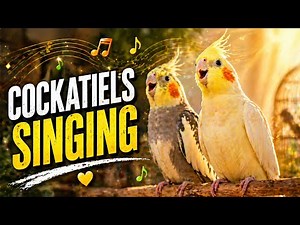 Cute Cockatiels Singing Sweet Songs 🐦🎶 | Relaxing Bird Sounds