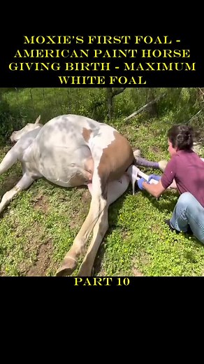 Moxie’s First Foal - American Paint Horse Giving Birth - Maximum White Foal (10)