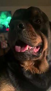 Dillons nervous about the show tomorrow at Loonees Comedy Corner in Colorado Springs #rottweiler