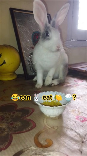 🐰🥬 What Do Rabbits Really Eat? #didyouknow