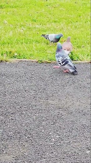 #malepigeon #pigeoncooingsound