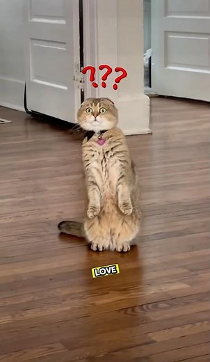 Scottish Fold Cat 🐱 The Cutest Folded-EarCompanion! 😻