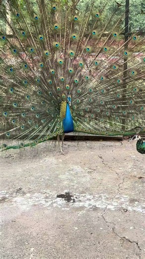Funny Male and Female Peacock Encounter