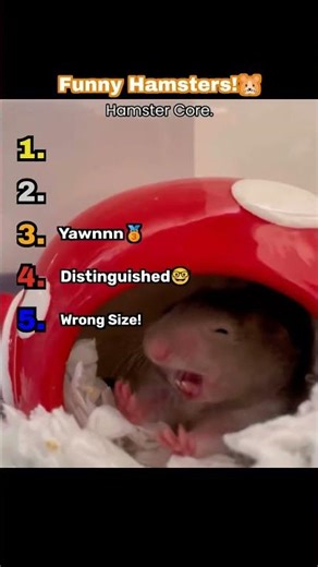 Ranking Funny Hamsters! #funnyanimals #ranking