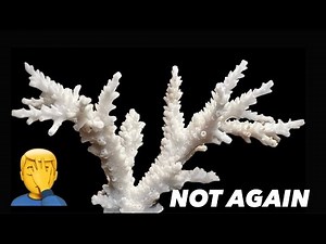 ALL of my ACROPORA BLEACHED and What I've LEARNED