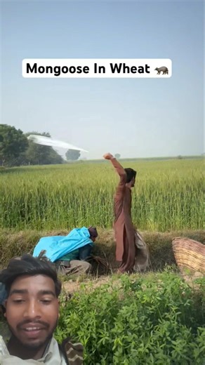 Wheat Hunting For Mongoose 🦝#humor​ #wheat​#animals​ #mongoose​#shorts​ #usa​ #uk​#mongoose#wildlife