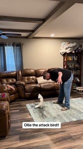 He is arguing with the owner Disclaimer: This video is shared for educational and entertainment purposes only. All interactions between the bird and the person featured in this video were carried out with care, mutual trust, and proper training. No animals or individuals were harmed or stressed during the making of this content. Viewer discretion is advised. #CockatooFight #FunnyBirdMoments #BirdsWithAttitude #TalkingParrot #PetBirdLife #AngryCockatoo #BirdVsOwner #CuteBirdArguments #CockatooCom