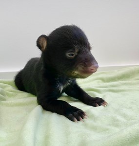 257K views · 15K reactions | Winston was a very determined little bear as he started on his walking journey at the end of February. Although he vocalized his frustration he, like all cubs, instinctively knew to keep going.….springtime and exploring the big wide world were just around the corner.  | Black Bear Rescue Manitoba | Facebook