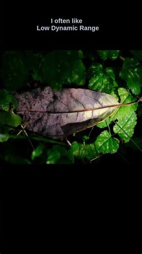 High or low DYNAMIC RANGE? #dynamicrange #hdr #photography