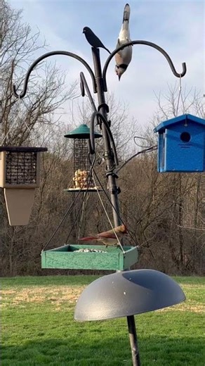 Blue Jay Swoops In Screaming While a Female Cardinal Tries to Eat | Hilltop Perch #birds