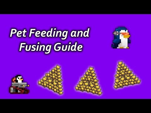 RotMG Tutorial - Pet Fusing and Feeding!