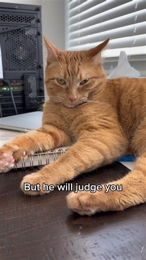 Cheeto on Instagram: "Your face, body or life decisions, daily with no breaks."